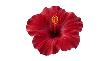 Red Hibiscus Flower Bloom Isolated on Transparent Background Cutout Element for Tropical Floral Design Clipart PNG © creativestock
