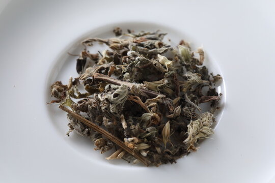 Leonurus japonicus - Chinese motherwort - yimucao