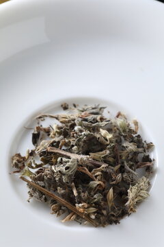 Leonurus japonicus - Chinese motherwort - yimucao