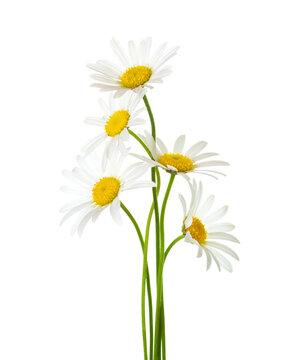 Five Chamomile flowers  isolated on white background.