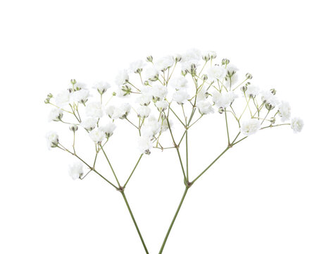 Two twigs with small white flowers of Gypsophila (Baby's-breath)  isolated on white background.  Large DOF