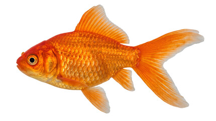 Fototapeta premium Vibrant Orange Goldfish Swimming Side View Isolated Cutout Element PNG Graphic Object