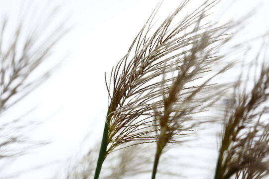 Silver Grass Plumes Sway Gently Against Bright Sky.