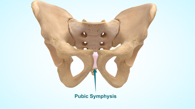 Pubic symphysis or non moving joint 3d illustration