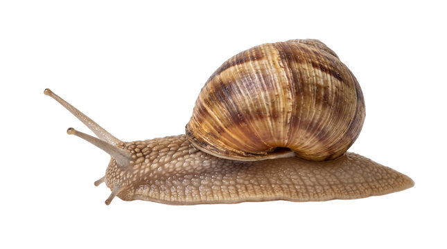 Garden Snail Crawling Profile View Isolated Element Cutout Transparent PNG Clipart Object