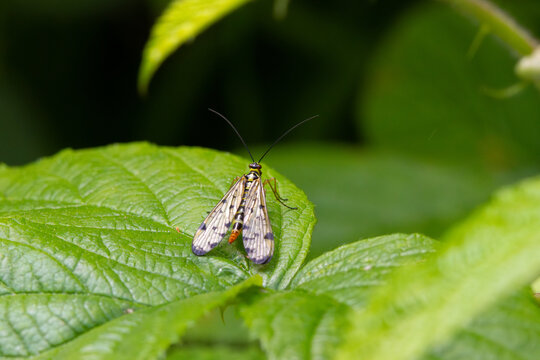 German Scorpionfly sat on a leaf, England, UK.