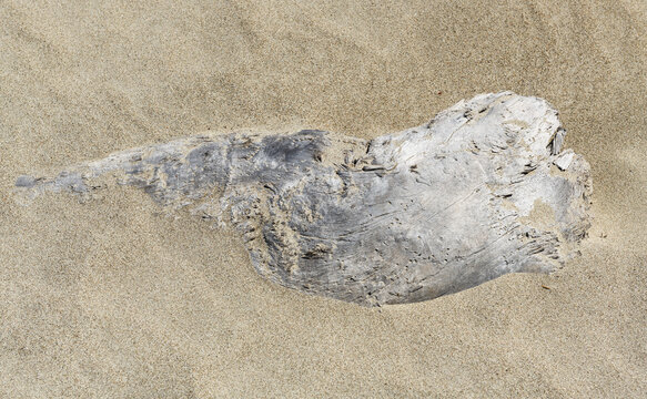 Old weathered driftwood piece buried in sand on beach.