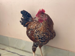 Speckled Rooster Standing Indoors with Red Comb Domestic Poultry Portrait © Islam