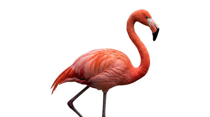 Vibrant Pink Flamingo Standing Side Profile Cutout, Isolated Exotic Tropical Bird PNG Element with No Background © creativestock