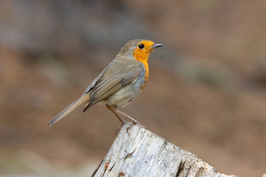 Robin perched on a log. England, UK.