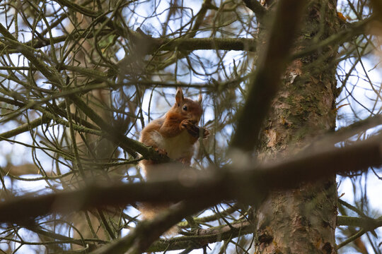 Red Squirrel sat in a tree in a pine forest, England, UK.