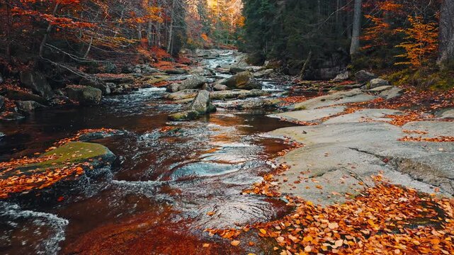 Smooth cinematic flight above a rocky forest stream surrounded by vibrant autumn foliage. Features authentic rushing water and real birdsong, creating a peaceful natural woodland atmosphere.
