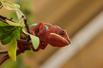 lizard on a tree © kakar