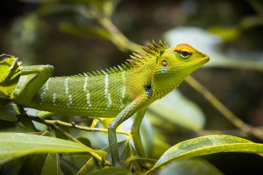 green lizard on a branch