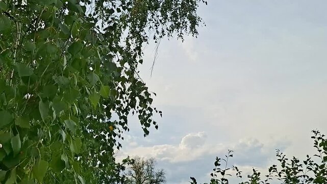 Birch tree leaves frame against cloudy sky. Natural background with copy space for greeting card. Foliage border with daylight breeze for seasonal design project.