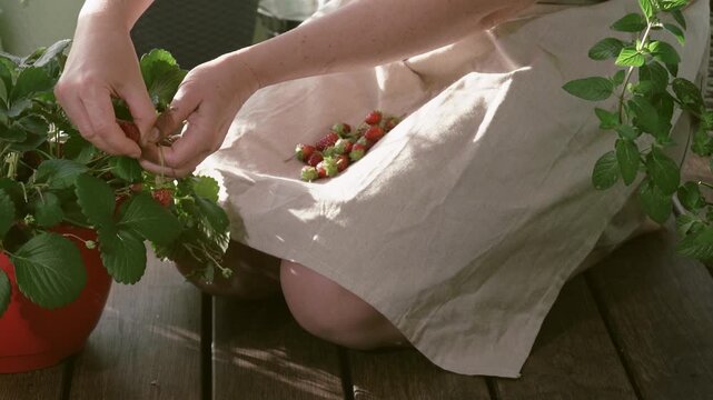 Close up of a woman gathering fresh organic strawberries into her linen apron