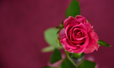 Naklejka premium pink rose close up