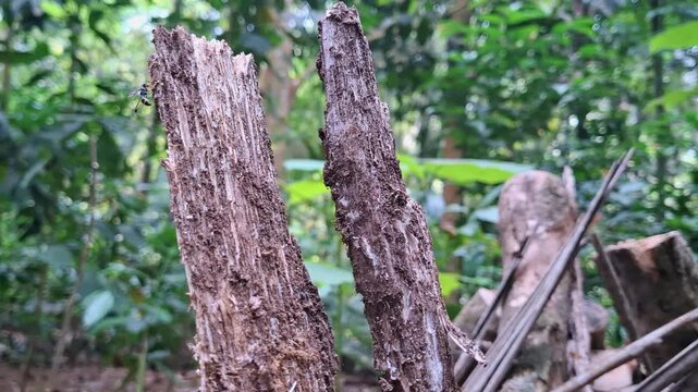 Natural decomposition weathered broken wood in lush green tropical forest environment