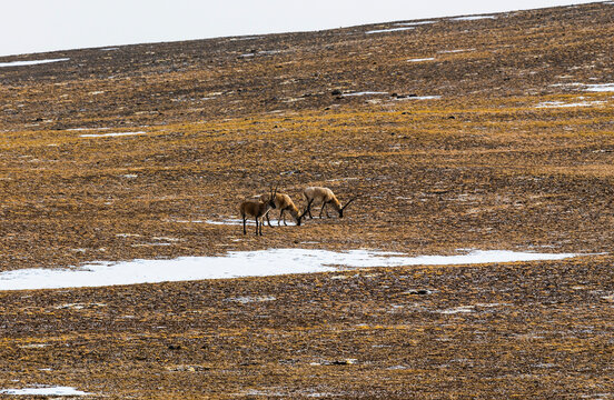 Wildlife in Changtang National Nature Reserve, Ngari, Tibet, China, including Tibetan wolves, chiru, Tibetan gazelles and kiangs on the high-altitude plateau.