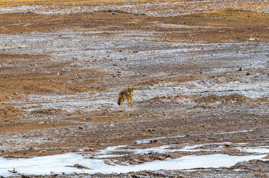 Wildlife in Changtang National Nature Reserve, Ngari, Tibet, China, including Tibetan wolves, chiru, Tibetan gazelles and kiangs on the high-altitude plateau.