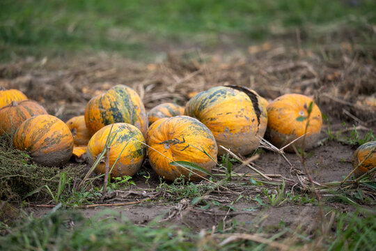 pumpkin on a field in autumn