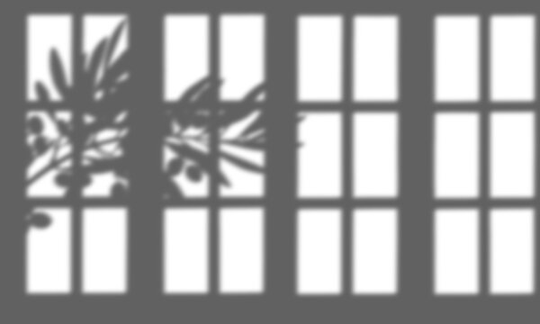 Natural window frame and olive branch shadow overlay isolated on transparent background
