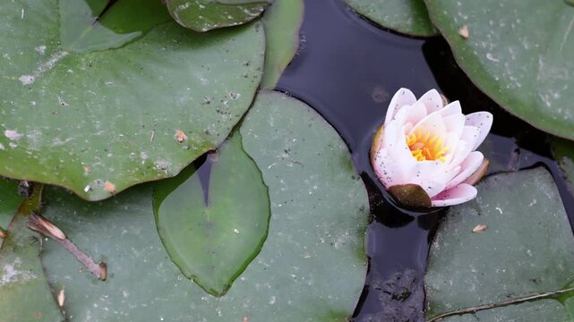 Beautiful Pink Water Lily (Nymphaea) Blooming on Calm Pond. Elegant Aquatic Flower