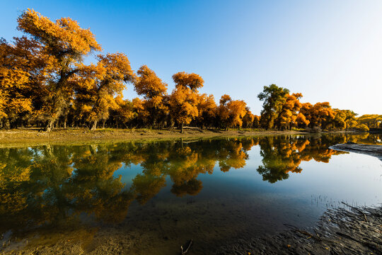 Autumn landscapes of Euphrates poplar forests along the Tarim River in Luntai and Yuli counties, Xinjiang, China, with Taklamakan Desert dunes, wetlands and golden foliage.