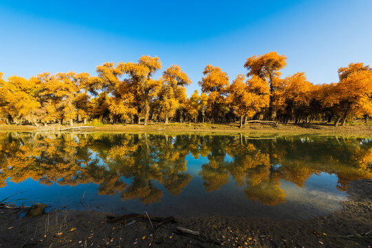 Autumn landscapes of Euphrates poplar forests along the Tarim River in Luntai and Yuli counties, Xinjiang, China, with Taklamakan Desert dunes, wetlands and golden foliage.