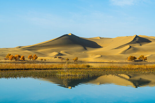 Autumn landscapes of Euphrates poplar forests along the Tarim River in Luntai and Yuli counties, Xinjiang, China, with Taklamakan Desert dunes, wetlands and golden foliage.