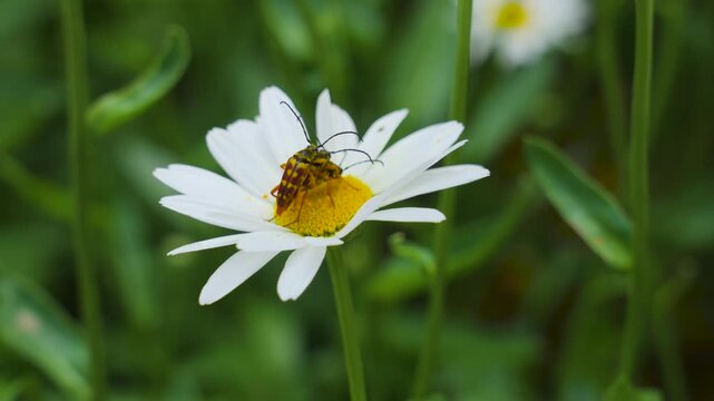 A common beetle - the banded longhorn, rests upon a daisy bloom in mid summer.