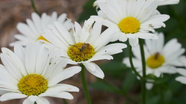 Slow motion look at the summer breeze rustling through the petals.