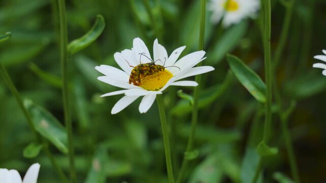Slow motion take of a common beetle in extreme close up.