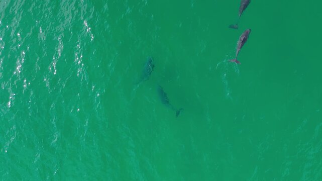 Overhead aerial follows a dolphin pod turning through clear emerald water.