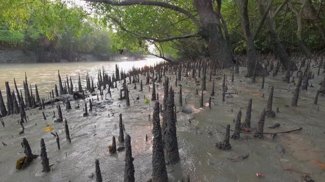 Timelapse of dense breathing roots in mudflats of mangrove forest during low tide, serving as a crucial habitat for wildlife like mudskippers and crabs, Sundarbans in Ganges delta
