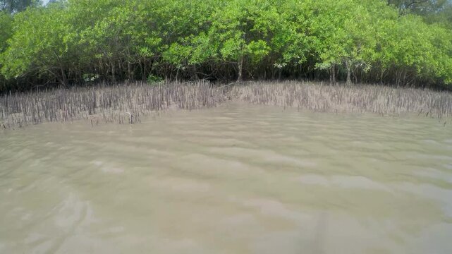 Breathing roots in mudflats of mangrove forest during low tide, serving as a crucial habitat for wildlife like mudskippers and crabs, Sundarbans in Ganges delta, Timelapse
