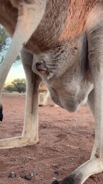 Baby kangaroo joey peeking out from mother pouch in wildlife