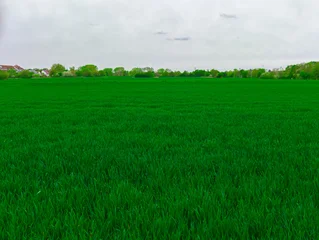 Fototapete Grün Greenery in spring, green cereal field, green trees in background  © Gabdulvachit