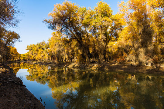 Autumn landscapes of Euphrates poplar forests along the Tarim River in Luntai and Yuli counties, Xinjiang, China, with Taklamakan Desert dunes, wetlands and golden foliage.