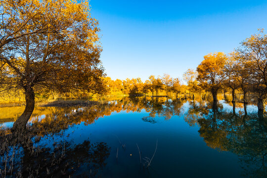 Autumn landscapes of Euphrates poplar forests along the Tarim River in Luntai and Yuli counties, Xinjiang, China, with Taklamakan Desert dunes, wetlands and golden foliage.