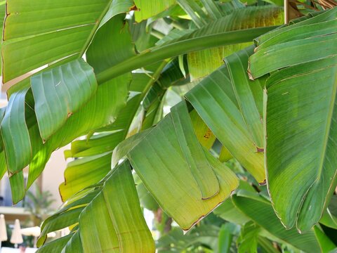 Lush Green Banana Leaves
