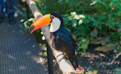 Close Portrait of a Toco Toucan with a Brilliant Orange Bill © Arakawa27