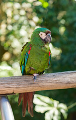 Obraz premium Chestnut-fronted Macaw Perched Against Soft Tropical Forest Bokeh