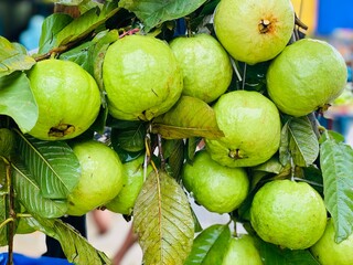 Fresh Green Guava Fruits Hanging on Tree with Leaves Close Up View © Islam