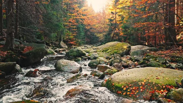 Smooth cinematic flight above a rocky forest stream surrounded by vibrant autumn foliage. Features authentic rushing water and real birdsong, creating a peaceful natural woodland atmosphere.

