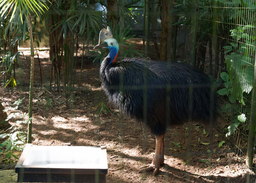 Full-Body Southern Cassowary Standing in a Tropical Enclosure
