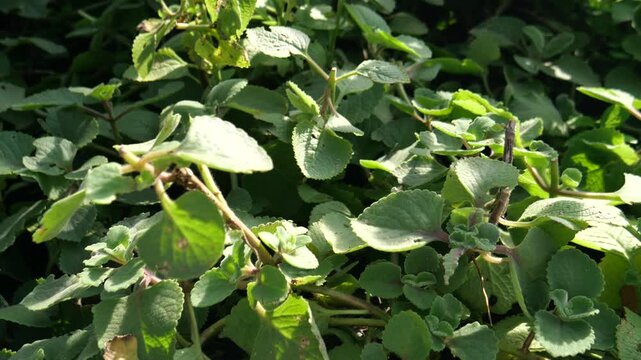 Plectranthus Amboinicus, Medicinal plant 