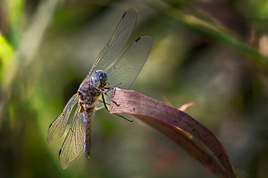 scarce chaser,libellula fulva,dragonfly resting

