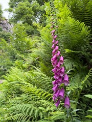 Purple Foxglove Flowers Growing Among Green Ferns in a Natural Woodland © Iskandar