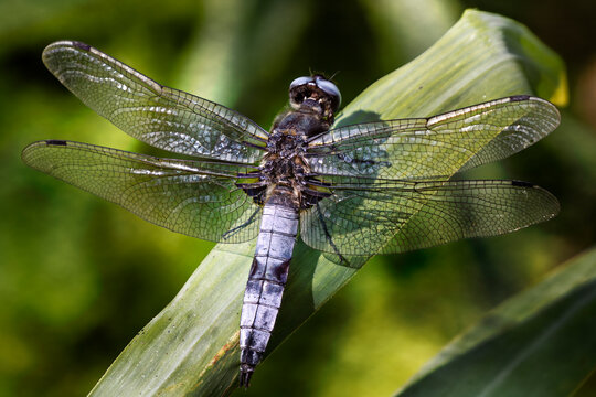 scarce chaser,libellula fulva,dragonfly resting